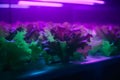 Cultivating Fresh Greens: Growing Lettuce Under Artificial UV Light