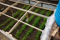 Cultivating herbs in winter and early spring in greenhouse conditions for protecting greeneries from bad weather. Royalty Free Stock Photo