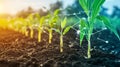 Cultivating Innovative Practices in Agriculture Seedlings Germinating in Soil Fields with Precision Royalty Free Stock Photo