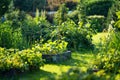 Cultivating kidney beans in summer season. Growing own vegetables in a homestead. Gardening and lifestyle of self-sufficiency