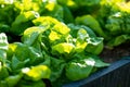 Cultivating lettuce in summer season. Growing own vegetables in a homestead. Gardening and lifestyle of self-sufficiency