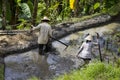 Cultivating paddy field in Indonesia