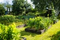 Cultivating parsley in summer season. Growing own vegetables in a homestead. Gardening and lifestyle of self-sufficiency