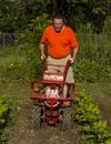 Cultivating Between Rows With A Garden Tiller Royalty Free Stock Photo