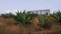 Cultivation of Agave americana or Maguey in Mexico used to produce the Pulque