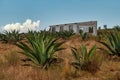 Cultivation of Agave americana in Mexico used to produce the Pulque