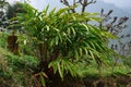 Cultivation of Amomum subulatum known as large cardamom Royalty Free Stock Photo