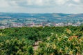 cultivation of avocado (Persea Americana) papelillo variety Royalty Free Stock Photo