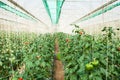 Cultivation bell peppers in a commercial greenhouse Royalty Free Stock Photo