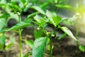 Cultivation of bell peppers in a greenhouse. Royalty Free Stock Photo
