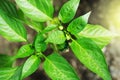 Cultivation of bell peppers in a greenhouse. Royalty Free Stock Photo