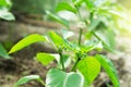 Cultivation of bell peppers in a greenhouse. Royalty Free Stock Photo