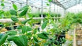 Cultivation of blueberries in agricultural greenhouses. Blueberry bushes are in containers connected to drip irrigation in indoor