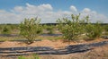 Cultivation with blueberry shrubs Royalty Free Stock Photo