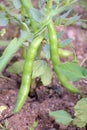 Cultivation of Broad Beans Plant in Vegetable Garden, Harvesting fava bean. Vegan food in organic farming Royalty Free Stock Photo