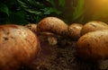 Cultivation of brown champignons mushrooms Royalty Free Stock Photo