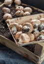 Cultivation of brown champignons mushrooms, grow in underground