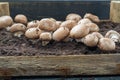 Cultivation of brown champignons mushrooms, grow in underground