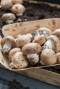 Cultivation of brown champignons mushrooms, grow in underground