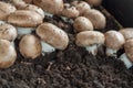 Cultivation of brown champignons mushrooms, grow in underground