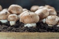 Cultivation of brown champignons mushrooms, grow in underground