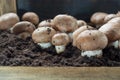 Cultivation of brown champignons mushrooms, grow in underground