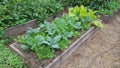 cultivation of cabbage, chard and endive in a raised wooden bed. concept of crop association in the vegetable garden