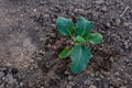 Cultivation of cabbage seedlings in peat capsules and cups Royalty Free Stock Photo