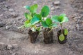 Cultivation of cabbage seedlings in peat capsules and cups