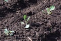 Cultivation of cabbage Royalty Free Stock Photo