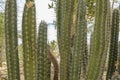 Green prickly cactus close-up