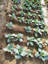 Cultivation of cauliflower