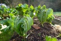 cultivation of cauliflower. how to protect cauliflower in winter from frost. fruit protected with tied leaves