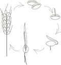 The cultivation of cereal seeds icons, agronomy. Thin black lines on a white background. Planting seeds, shoots, sprouts, spike