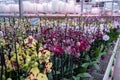 Cultivation of colorful tropical flowering plants orchid family Orchidaceae in Dutch greenhouse with UV IR Grow Light for trade Royalty Free Stock Photo