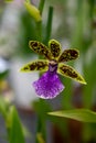 Cultivation of colorful tropical flowering plants orchid family Orchidaceae in Dutch greenhouse with UV IR Grow Light for trade Royalty Free Stock Photo