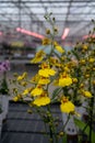 Cultivation of colorful tropical flowering plants orchid family Orchidaceae in Dutch greenhouse with UV IR Grow Light for trade Royalty Free Stock Photo