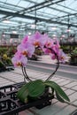 Cultivation of colorful tropical flowering plants orchid family Orchidaceae in Dutch greenhouse with UV IR Grow Light for trade Royalty Free Stock Photo