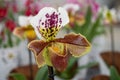 Cultivation of colorful tropical flowering plants orchid family Orchidaceae Paphiopedilum, Venus slipper in Dutch greenhouse Royalty Free Stock Photo