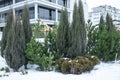 Cultivation of coniferous cypresses, thuja, junipers in the Siberian city of Krasnoyarsk. A bed of conifers