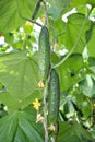 Cultivation of cucumbers