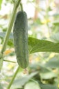 Cultivation of cucumbers