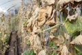 cultivation of cucumbers, vegetables. borage dried, end of season, preparation for the winter season. Farming. Autumn works