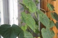 Cultivation of cucumbers on a window sill.