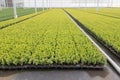 Cultivation of cupressus in a Dutch greenhouse