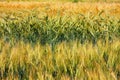 Cultivation of different varieties of wheat Royalty Free Stock Photo