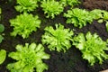 cultivation of endive in the greenhouse. growing escarole for harvesting in organic soil Royalty Free Stock Photo