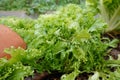 cultivation of escarole in the vegetable garden. how to whiten the endive crop with rope