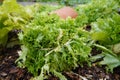 cultivation of endive in the vegetable garden. how to whiten the endive crop with rope