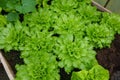 cultivation of escarole in the vegetable garden. grown and opened escarole plants. endive leaf Royalty Free Stock Photo